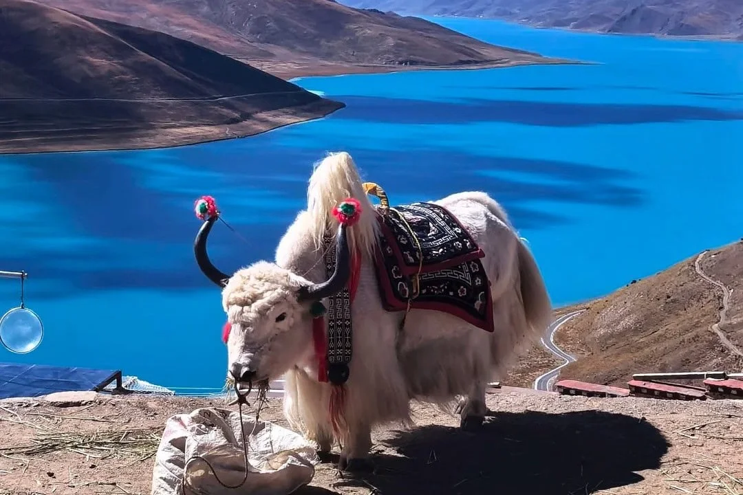 Lhasa Yamdrok Lake Adventure: What to Expect and How to Prepare