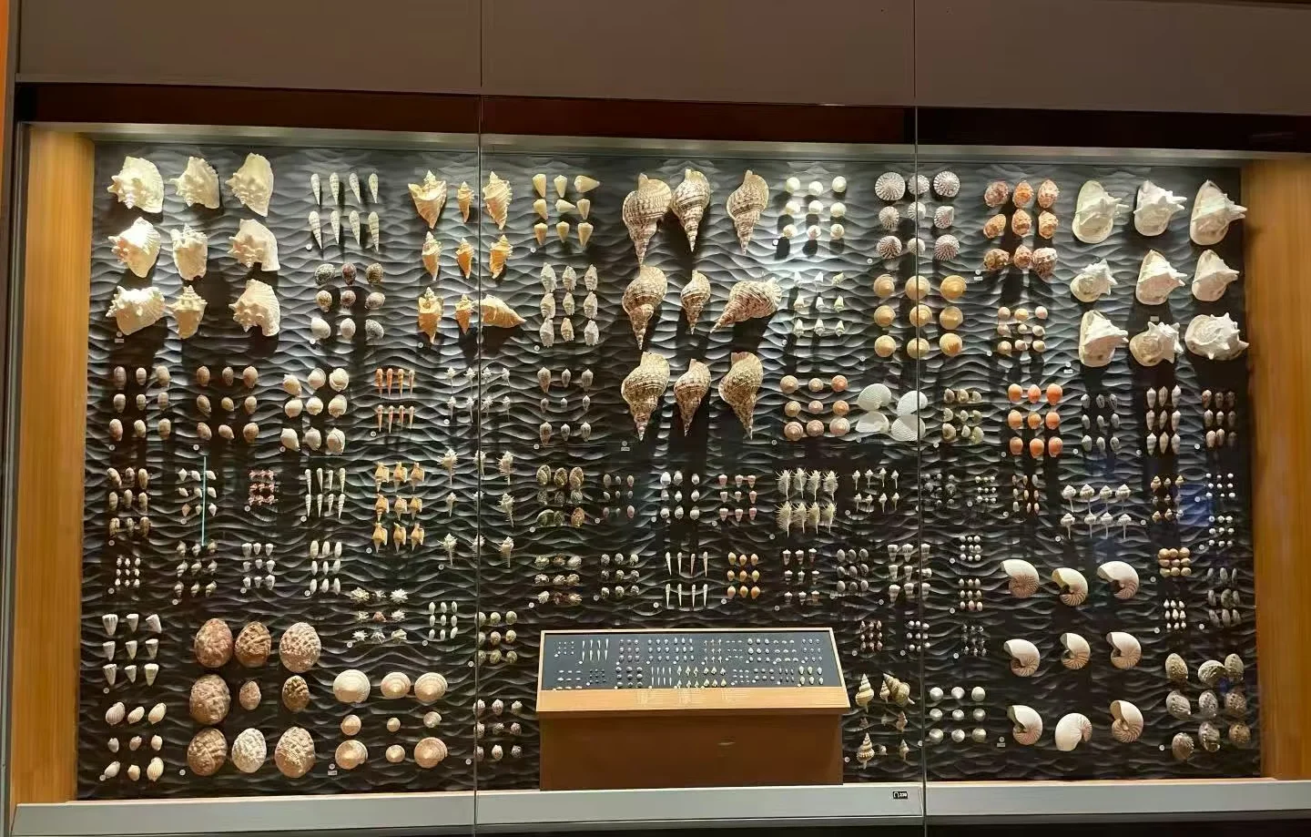 Tips for Making the Most of Your Shanghai Natural History Museum Visit