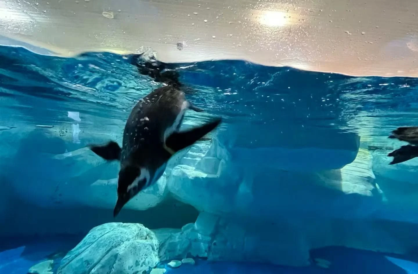 Shanghai Ocean Aquarium Ticket Prices, Opening Times and Getting There