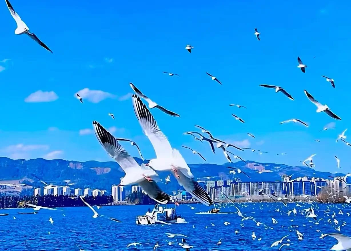 Discover the Beauty of Dianchi Lake in Kunming