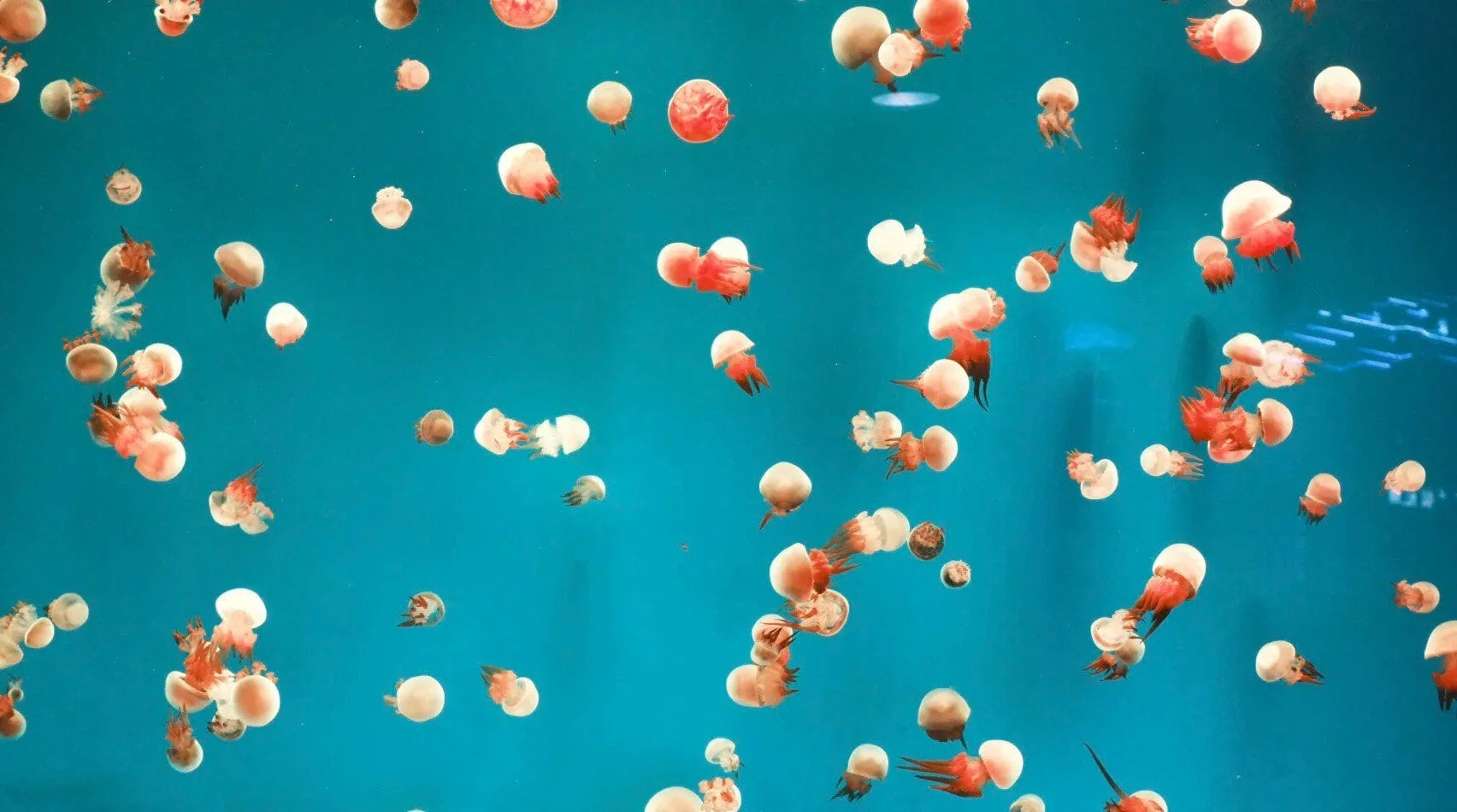 How to Buy Tickets and Plan Your Visit to Dalian Sun Asia Ocean World