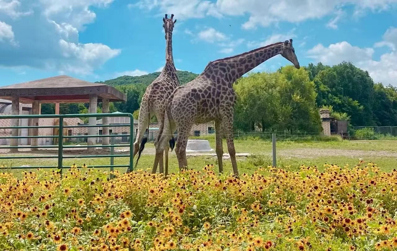 Complete Guide to Wildlife and Safari Parks in Mudanjiang Heilongjiang