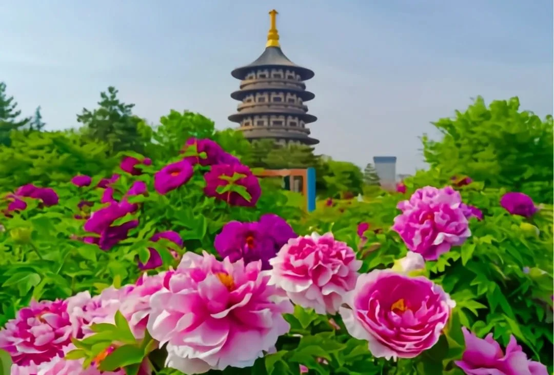 Luoyang Peony Gardens Must-See Spots and Festival Highlights