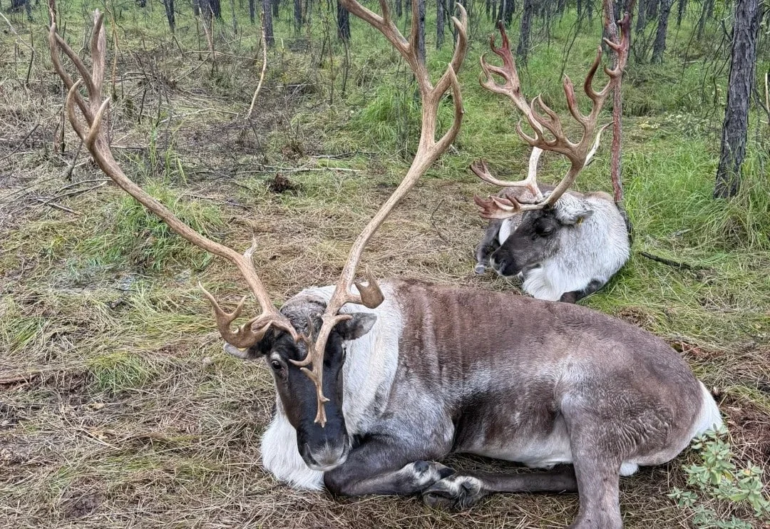 How to Visit the Hulunbuir Aoluguya Reindeer Tribe for an Authentic Experience