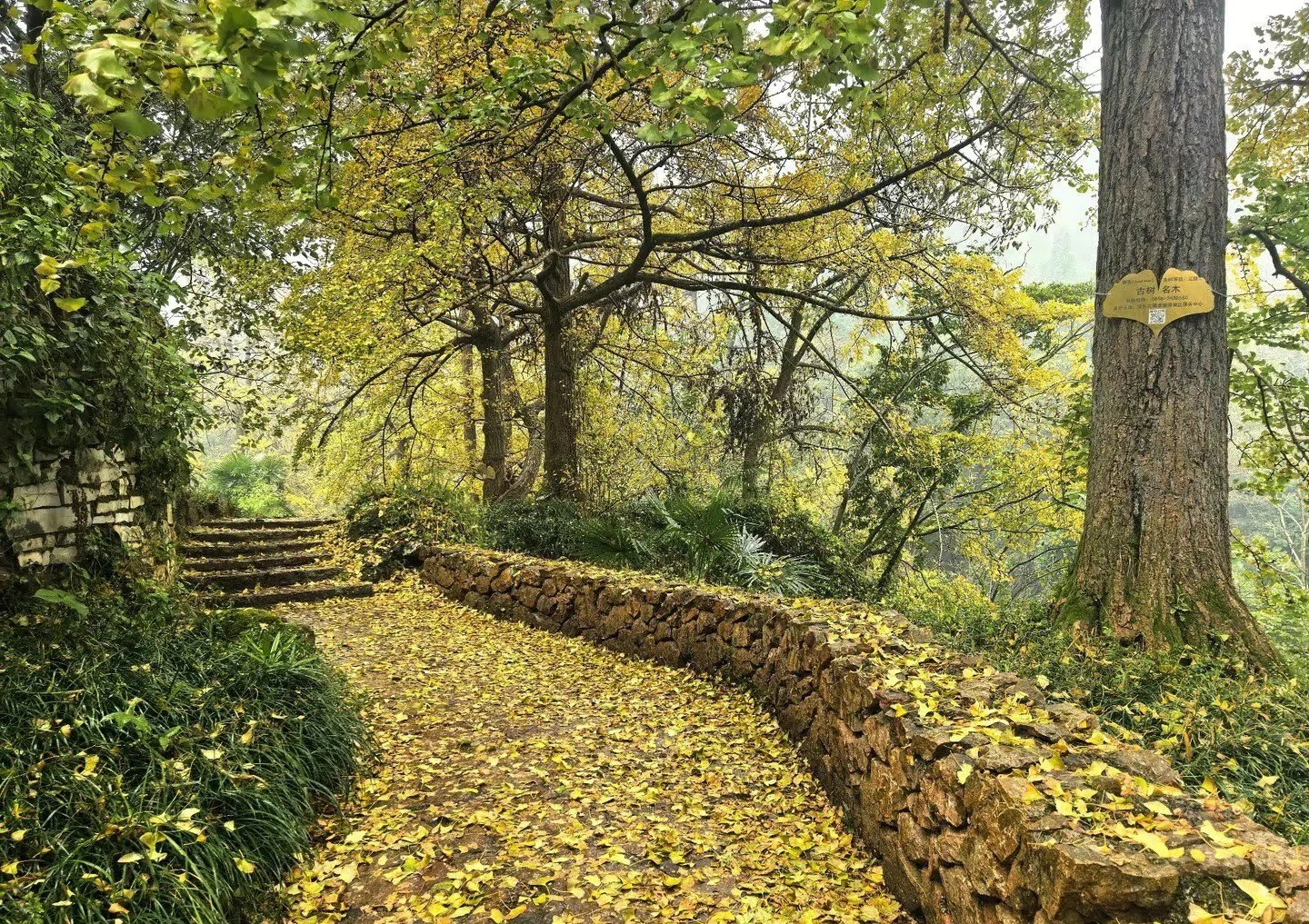 Complete Guide to Visiting Liupanshui Tuole Ancient Ginkgo Village