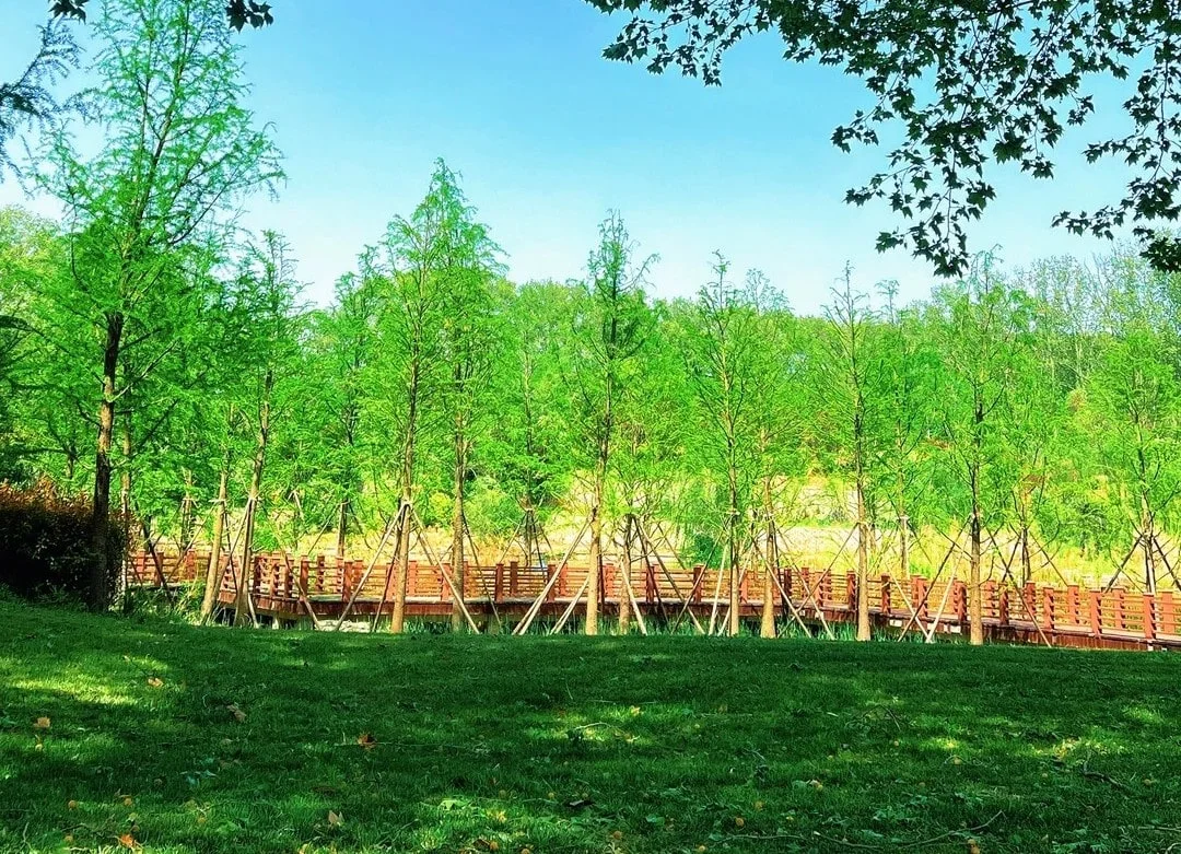 Zhengzhou Forest Park: Tips for Getting There and Exploring