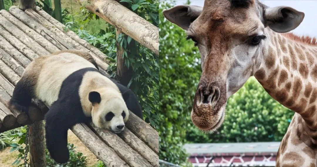 A Complete Family Guide to Dalian Forest Zoo