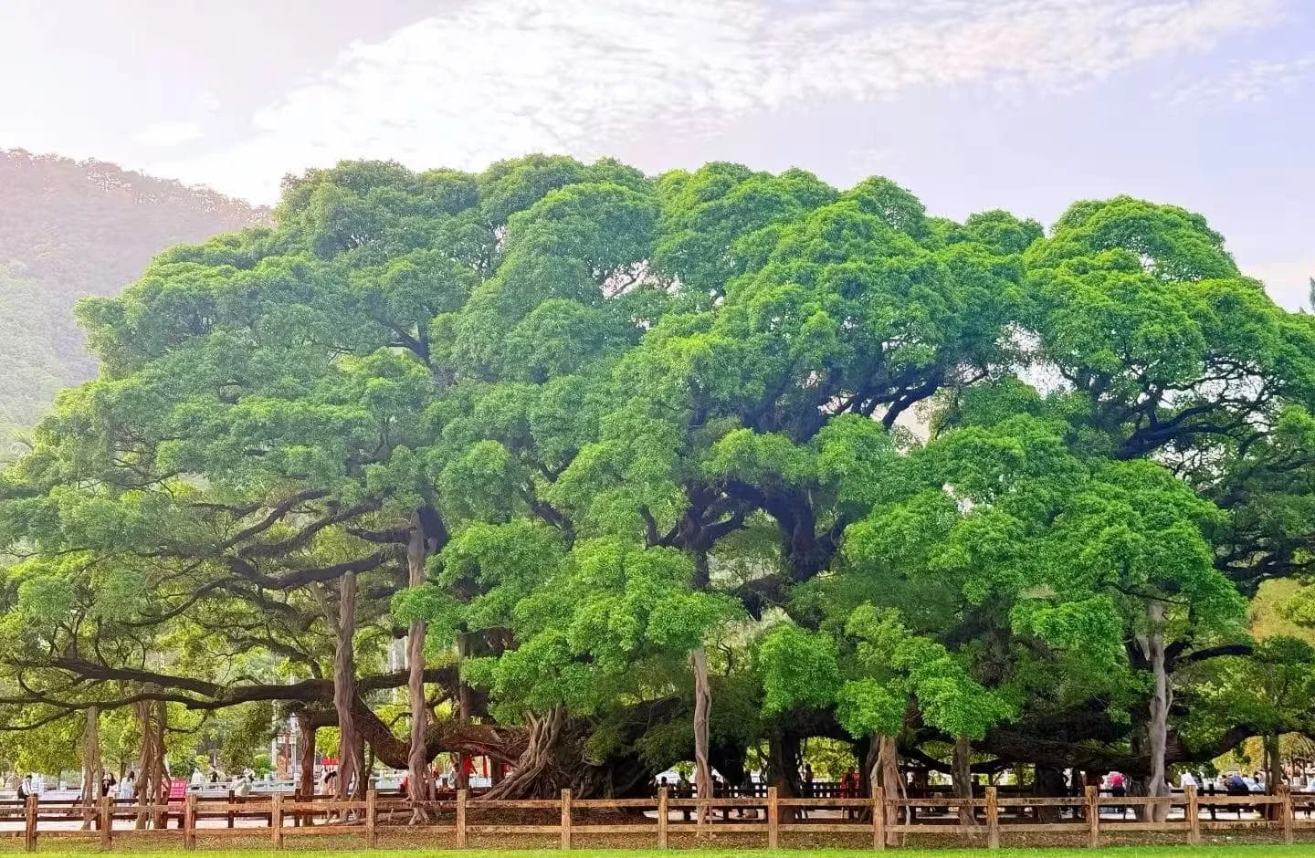 Fuzhou National Forest Park Day Trip Tips and Plan