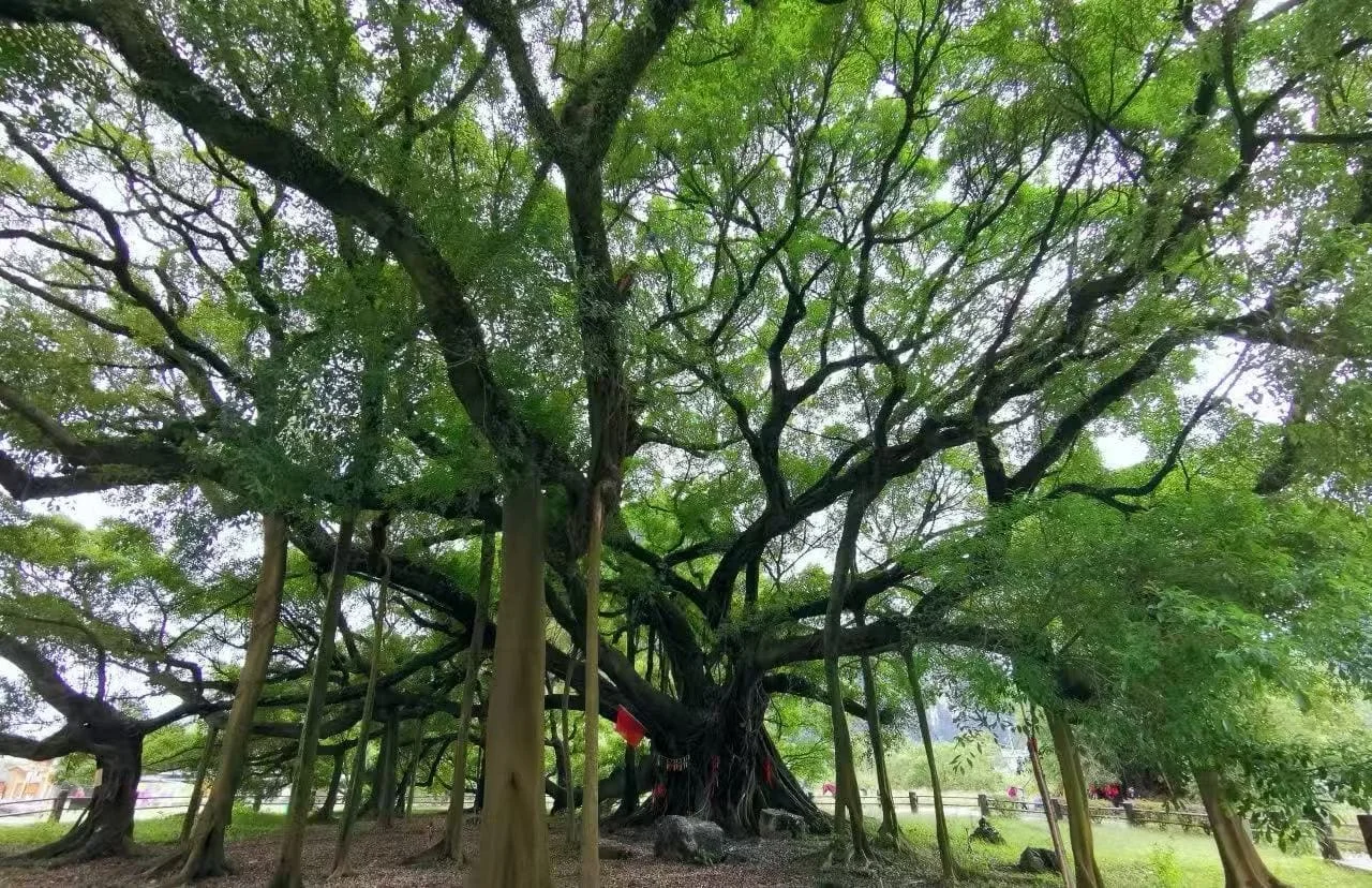 Discover the Best of the Yangshuo Big Banyan Tree Scenic Area