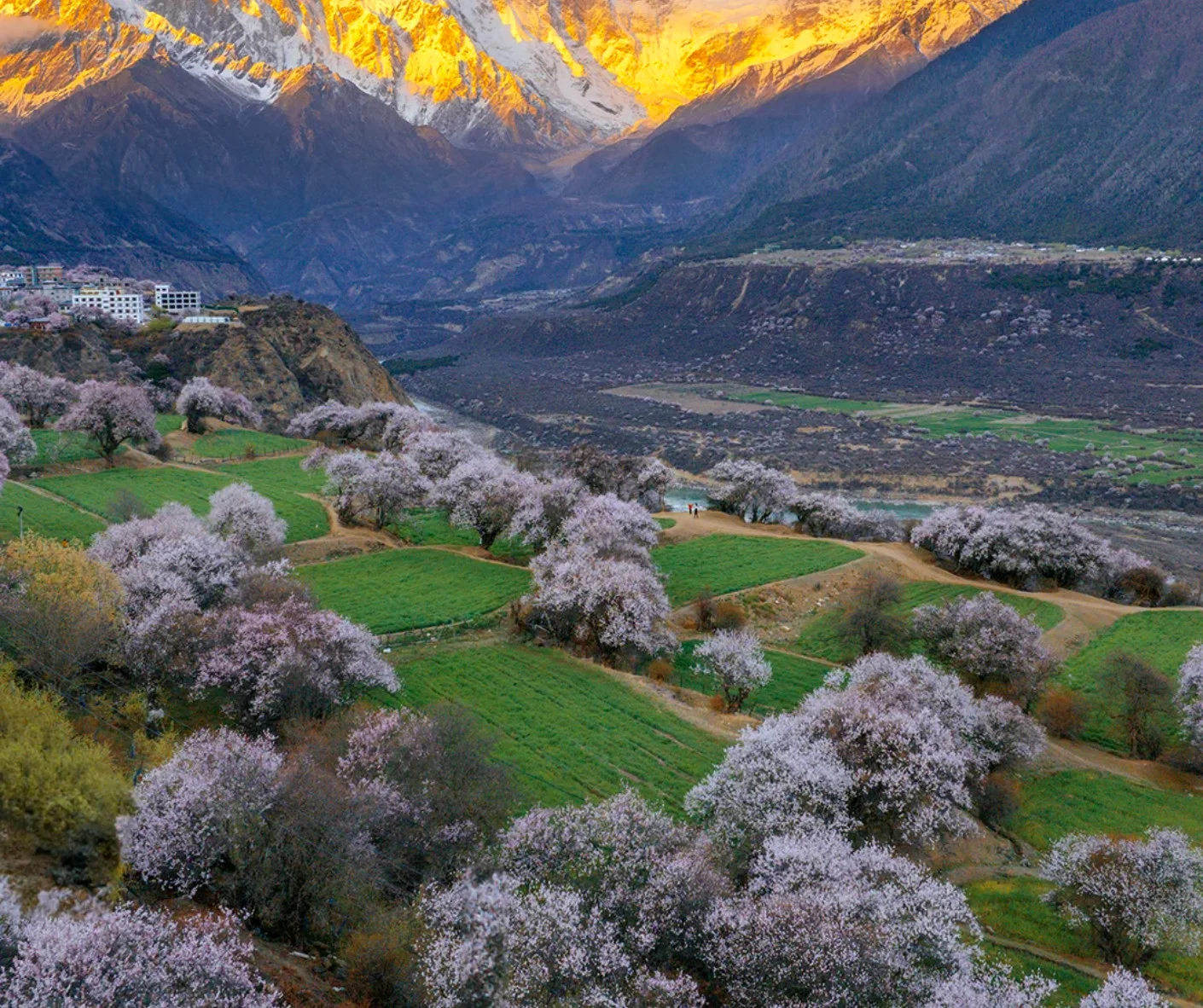 Discover the Best of Bomi Peach Blossom Valley in 2026
