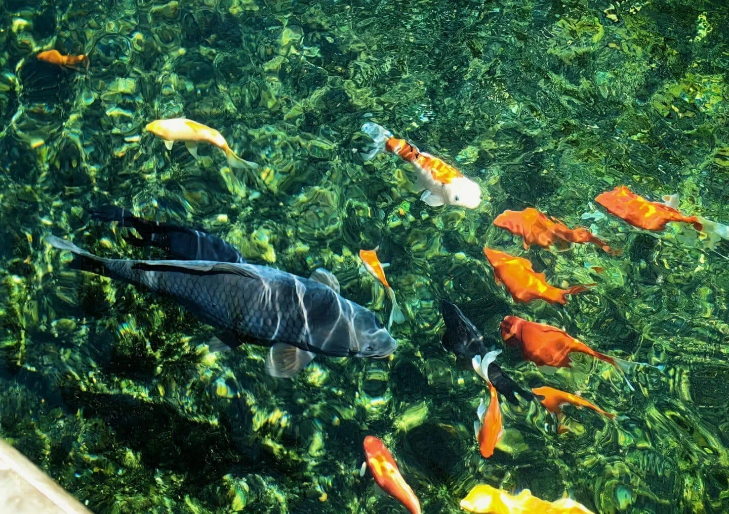 Smart Tips for Enjoying Black Tiger Spring Like a Local
