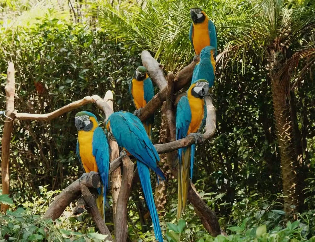 Hangzhou Safari Park Tickets: A Visitor’s Booking Handbook
