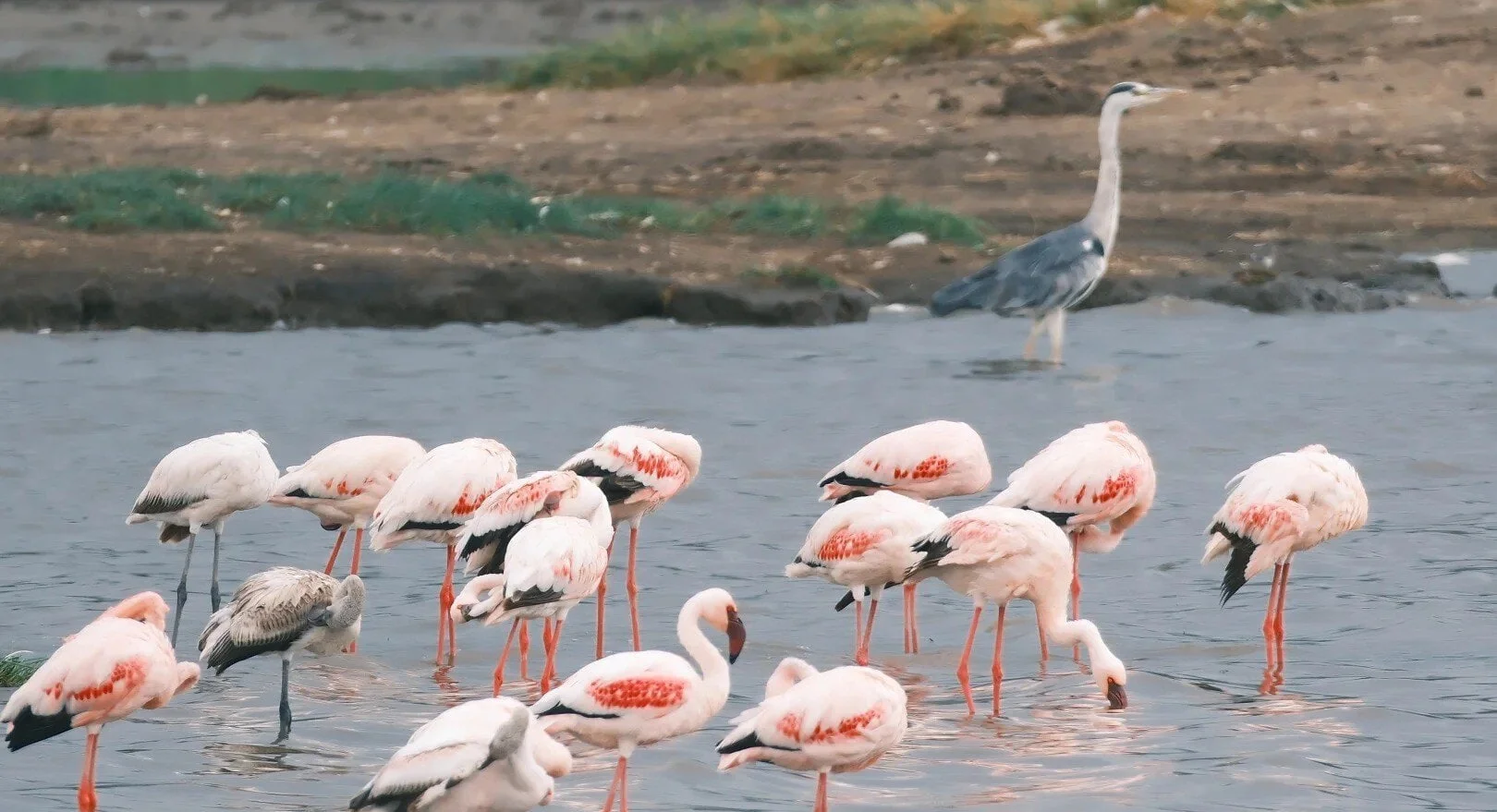 Qinhuangdao Safari Park Ticket Booking Guide for Families and Travelers