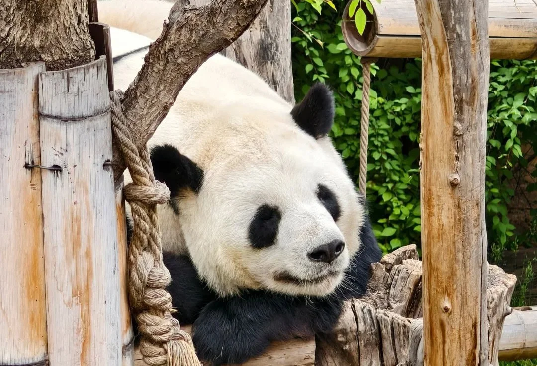 Planning Your Day at Qinghai-Tibet Plateau Wildlife Park
