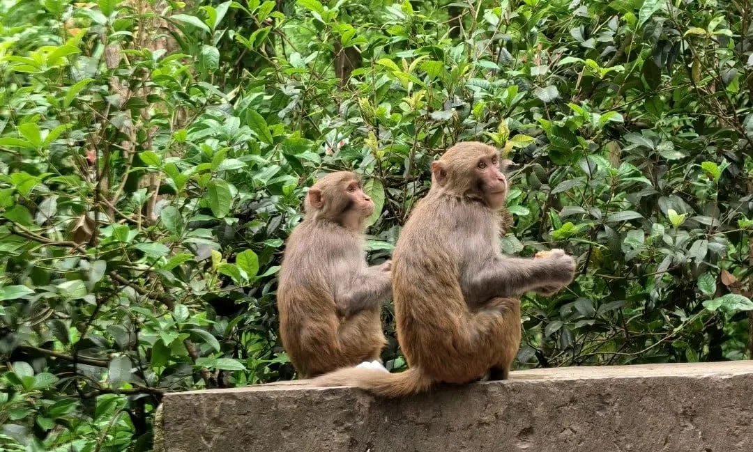 Visiting Guiyang Qianling Mountain Park Made Simple for Travelers