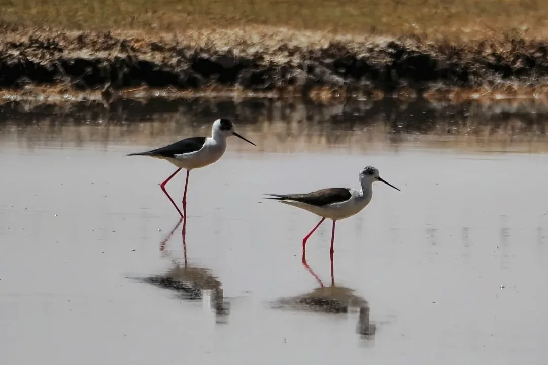 Exploring the Birdwatching Trails of Ningxia Shahu Lake
