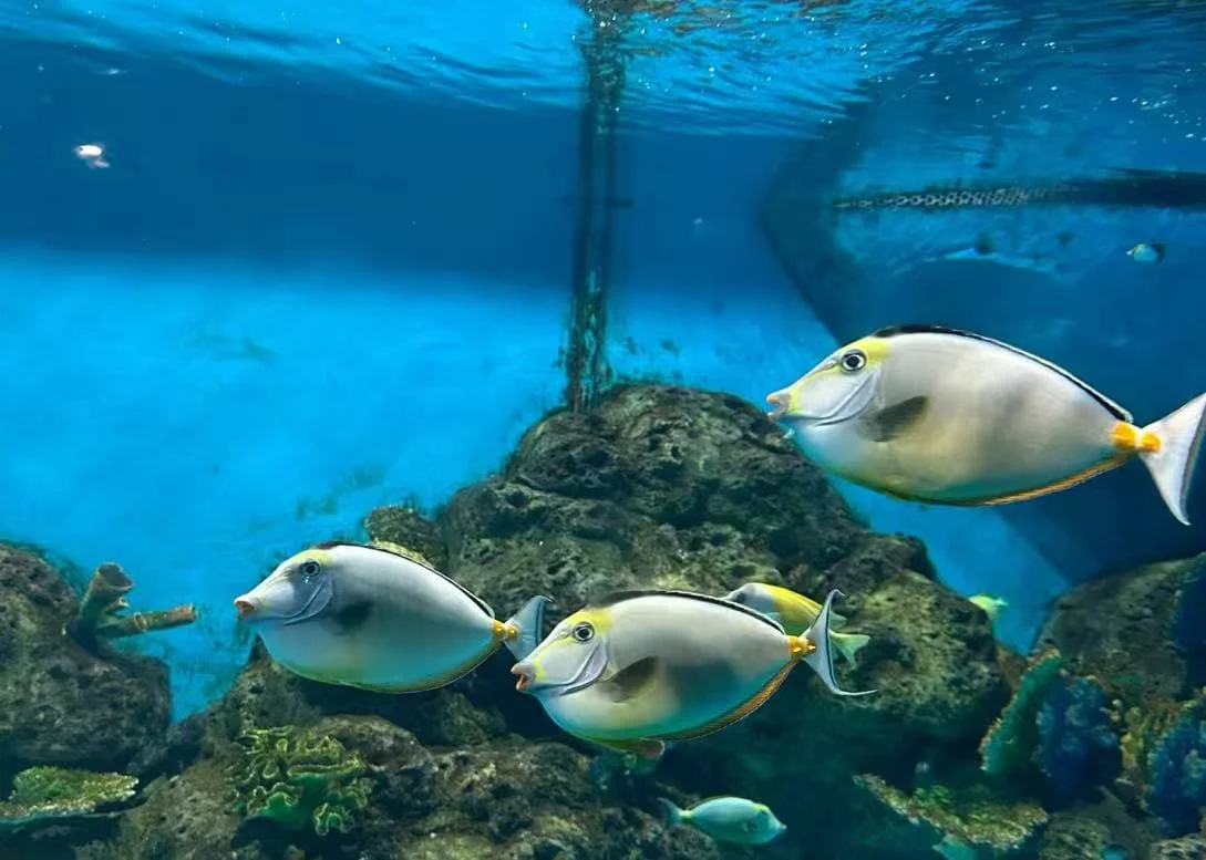 Insider Tips for Enjoying Xiamen Underwater World