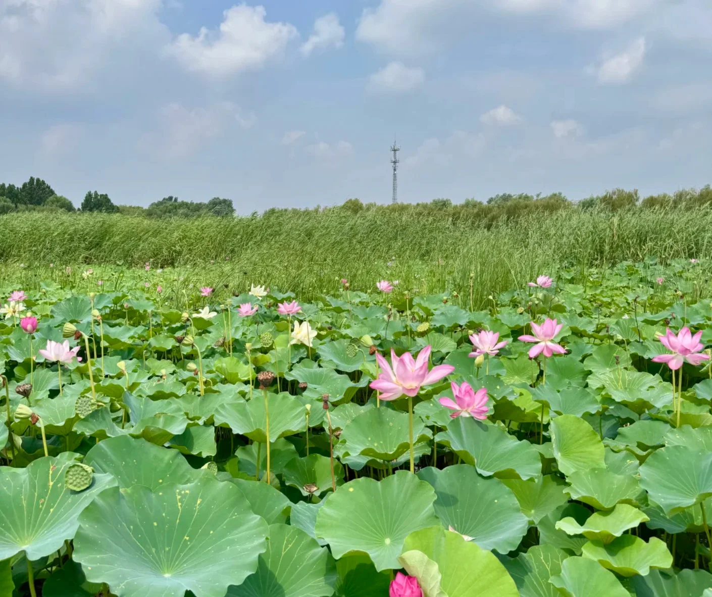 Recommended Activities and Attractions at Baiyangdian Lake