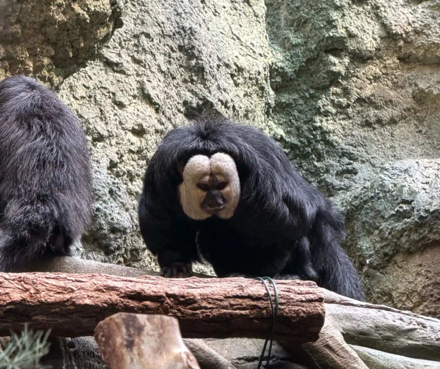 Nanjing Zoo Magic Moments for Family Fun