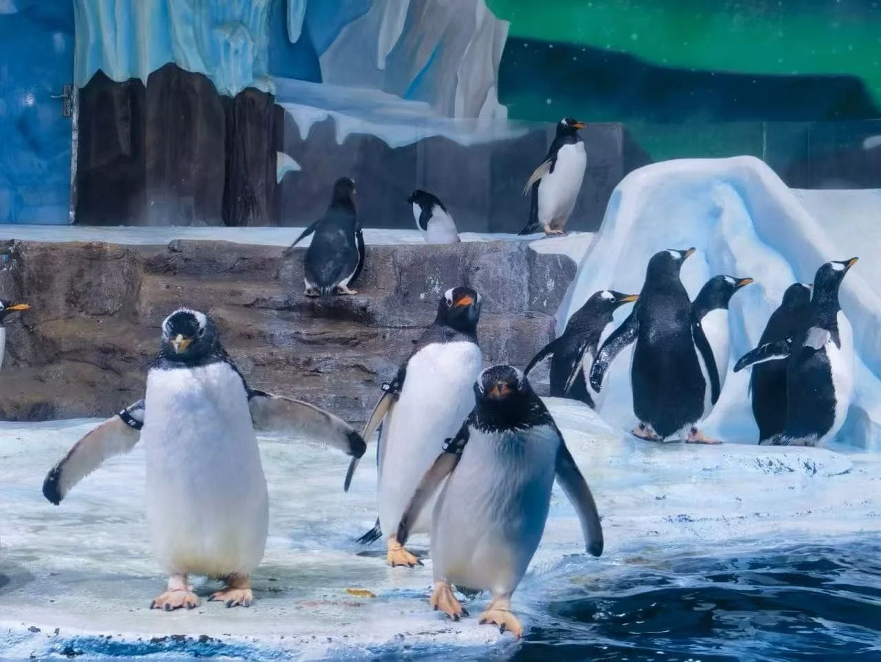 How to Buy Tickets for Qingdao Polar Ocean World in 2026