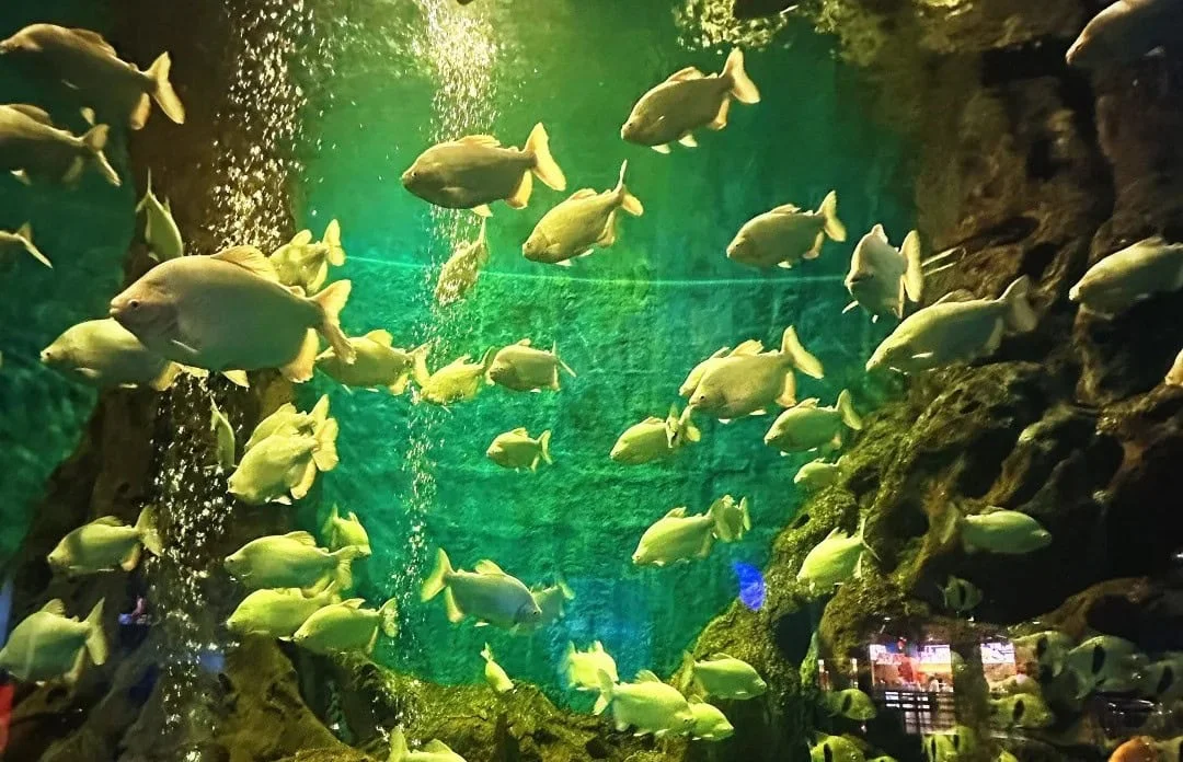 Family-Friendly Activities at Dalian Tiger Beach Ocean Park