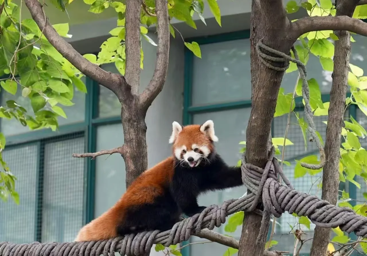 Shanghai Zoo Experience: Practical Advice for Travelers