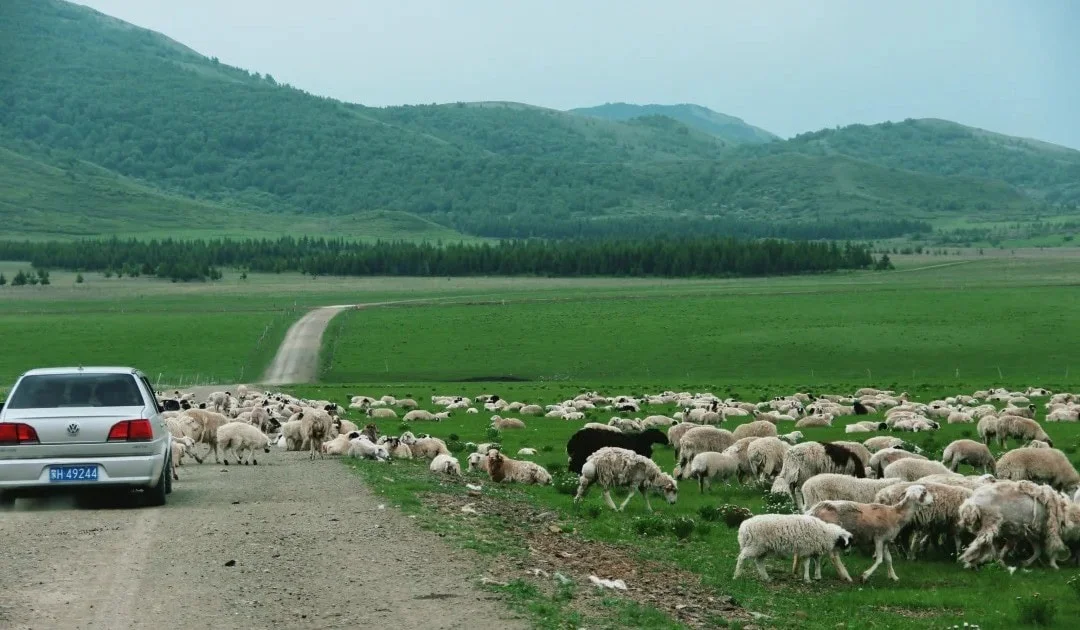 Your Guide to Visiting Xilingol Grassland from Hohhot