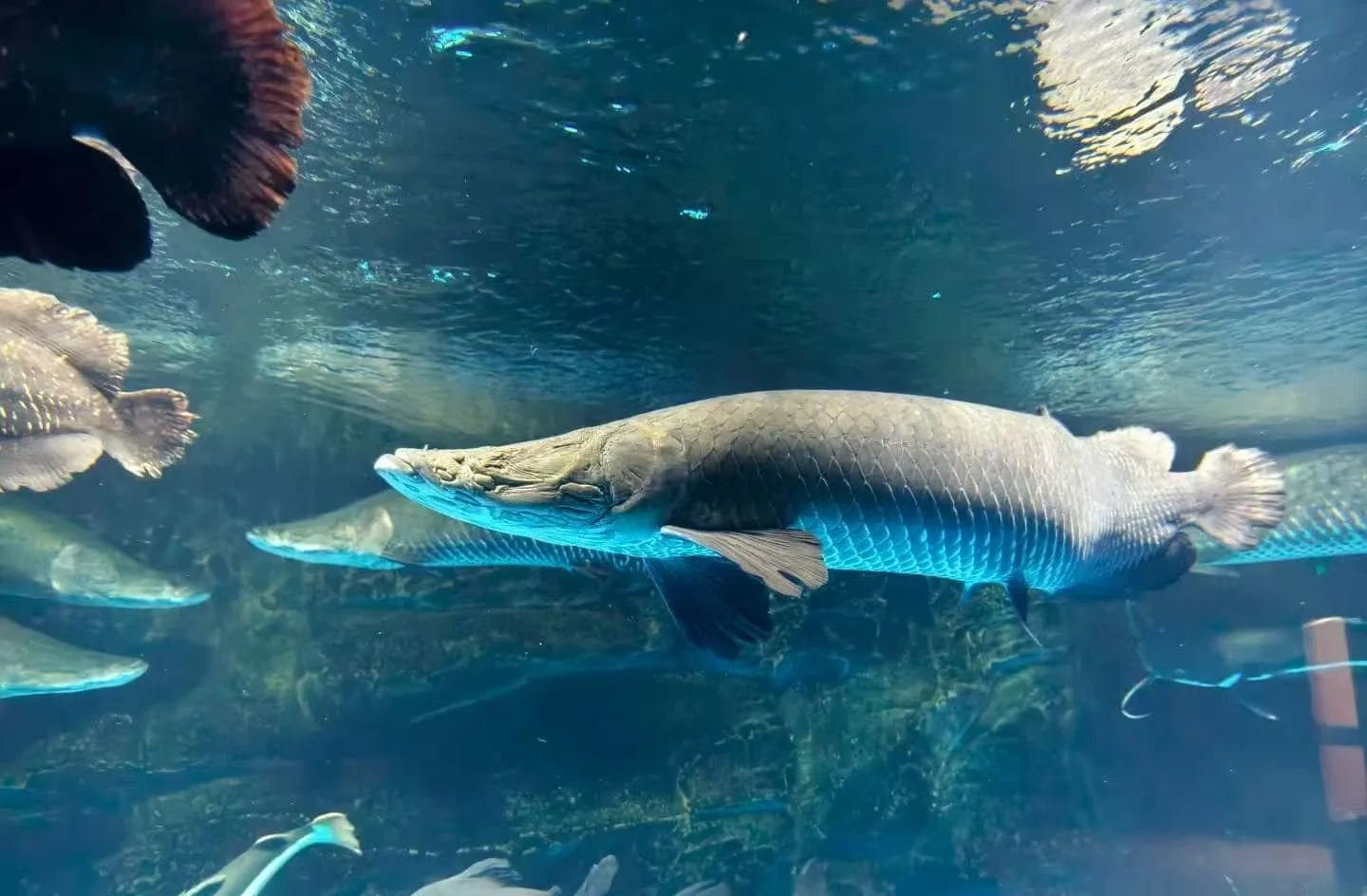 How to Plan the Perfect Day at Guilin Ocean World