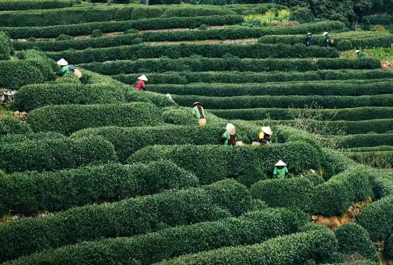 A Traveler’s Guide to Visiting Hangzhou’s Longjing Tea Plantations
