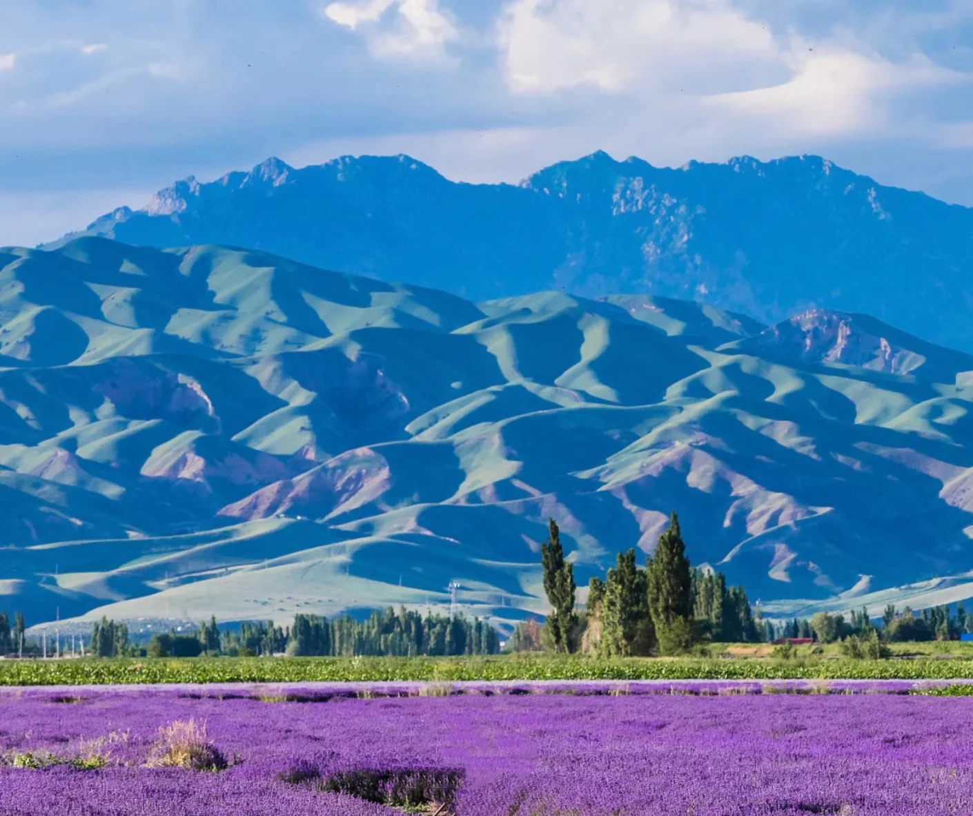 Travelers’ Guide to Yili Lavender Fields: When and How to Visit
