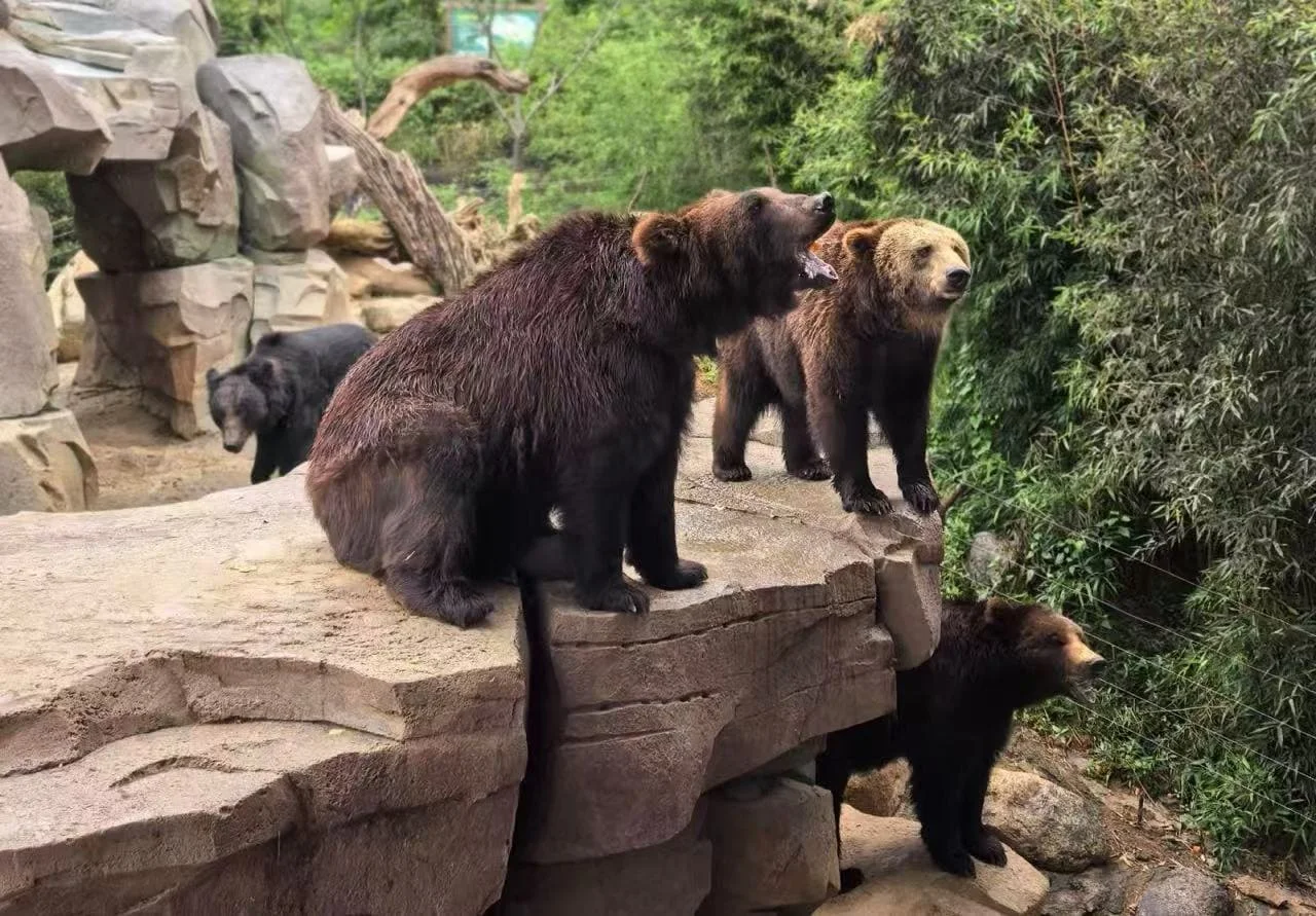 Kunming Wildlife Park Hours, Prices, and Location Made Simple