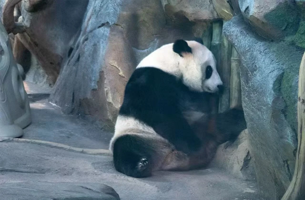 Wuhan Zoo and Panda House Must-See Attractions for Travelers