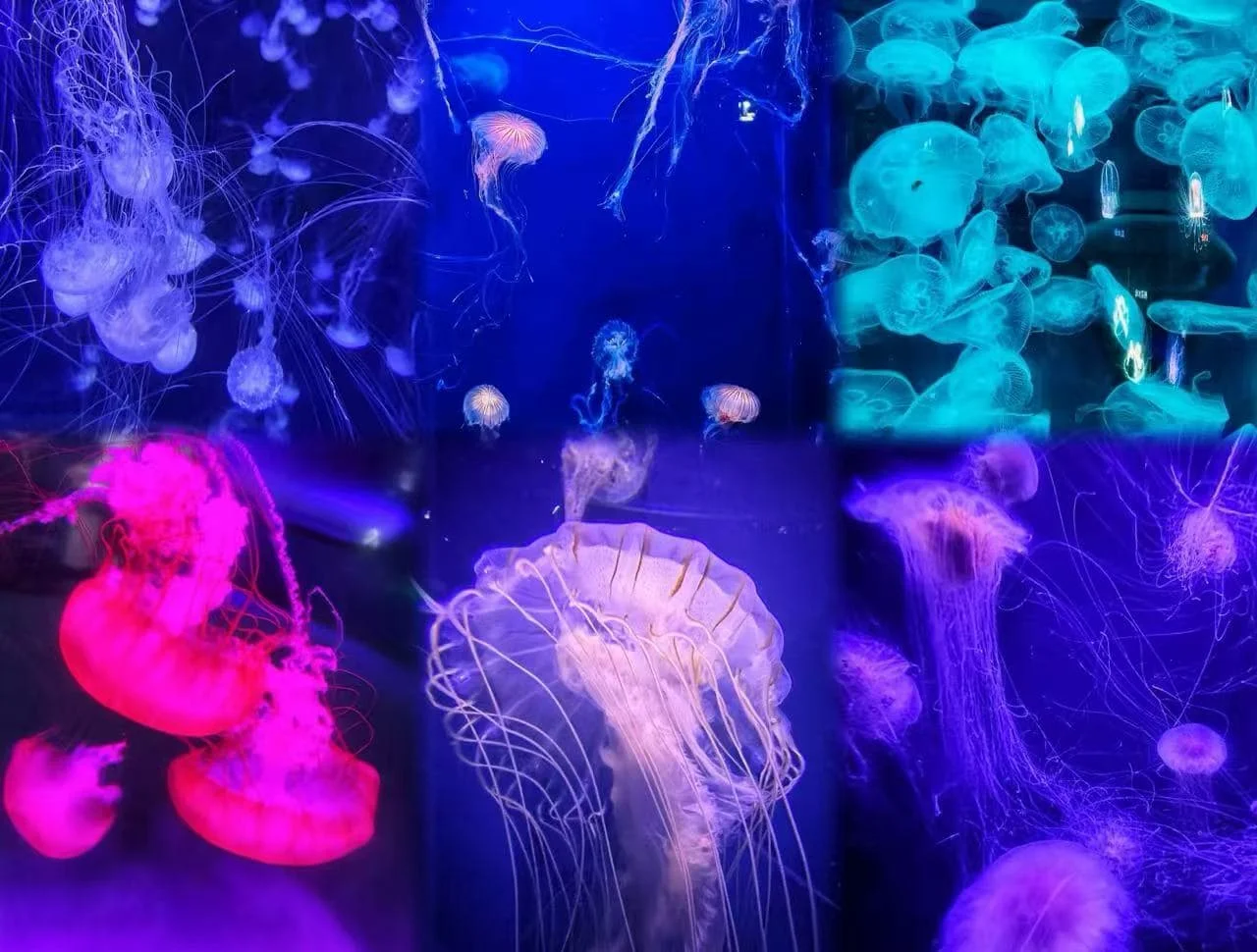 Your Guide to Visiting Qingdao Underwater World in 2026